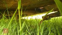 9' 6'' PASTURE TOPPER - 13