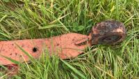 TRACTOR CAB SPARES S/R - 11
