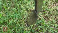 FERGUSON 7' SPRING-LEG CULTIVATOR - 8