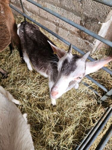 2 X 5MO TOGENBURG DOELING KIDS - BIDS PER LIFE