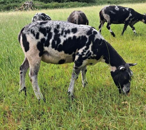 16MO PREDIGREE DUTCH SPOTTED EWE