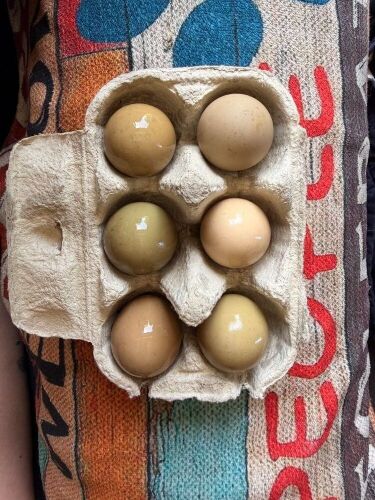 6 MIXED PHEASANT EGGS - BIDS FOR THE GROUP