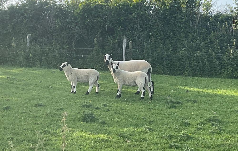 2 KERRY HILL EWES & 3 LAMBS - BIDS FOR THE GROUP *Updated info*