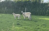 2 KERRY HILL EWES & 3 LAMBS - BIDS FOR THE GROUP *Updated info*