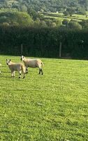 2 KERRY HILL EWES & 3 LAMBS - BIDS FOR THE GROUP *Updated info* - 2