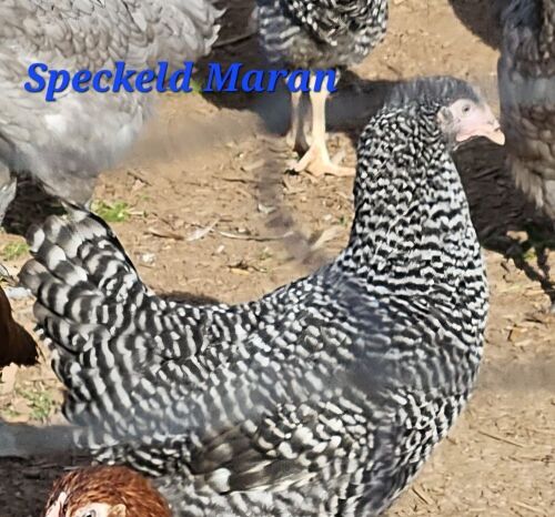 3 POL SPECKLED MARAN PULLETS - BIDS PER LIFE