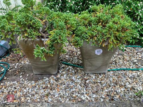 PAIR OF PLASTIC PLANTERS WITH CONIFERS