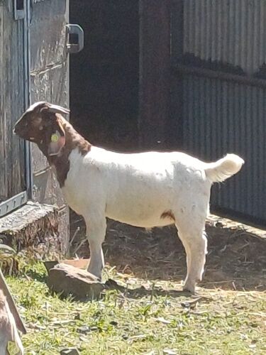 5MO PEDIGREE BOER BUCK KID