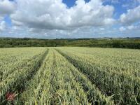 5.9 ACRES OF WINTER WHEAT STANDING STRAW