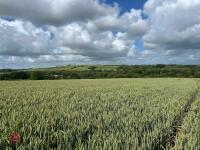 5.9 ACRES OF WINTER WHEAT STANDING STRAW - 3