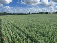 12.8 ACRES OF WINTER WHEAT STANDING STRAW