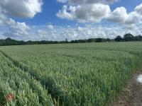 12.8 ACRES OF WINTER WHEAT STANDING STRAW - 3