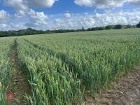 12.8 ACRES OF WINTER WHEAT STANDING STRAW - 4