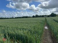 12.8 ACRES OF WINTER WHEAT STANDING STRAW - 5