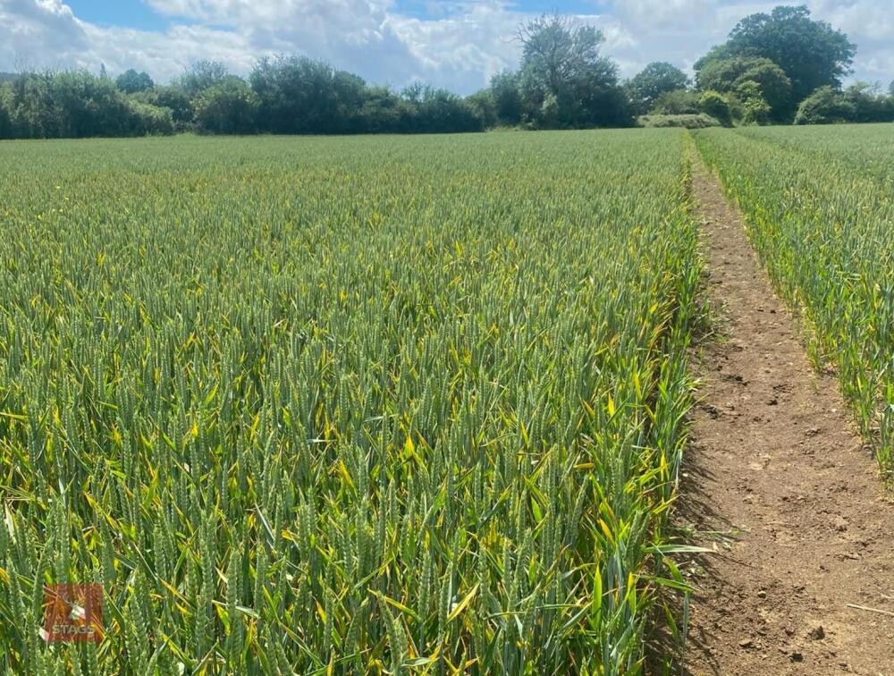 5.81 ACRES OF WINTER WHEAT STANDING STRAW