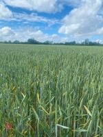 5.81 ACRES OF WINTER WHEAT STANDING STRAW - 2