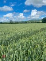 9.76 ACRES OF WINTER WHEAT STANDING STRAW - 2