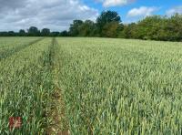 6.60 ACRES OF WINTER WHEAT STANDING STRAW