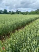 6.60 ACRES OF WINTER WHEAT STANDING STRAW - 2