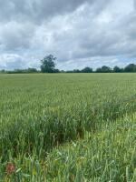 6.60 ACRES OF WINTER WHEAT STANDING STRAW - 3