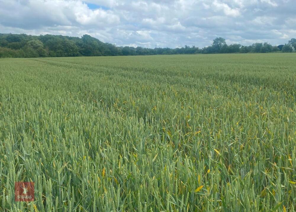 8.33 ACRES OF WINTER WHEAT STANDING STRAW