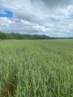 8.33 ACRES OF WINTER WHEAT STANDING STRAW - 3