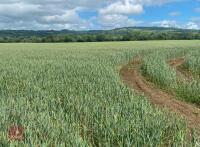 34.94 ACRES OF WINTER WHEAT STANDING STRAW