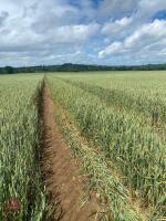 34.94 ACRES OF WINTER WHEAT STANDING STRAW - 2
