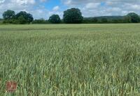 16.46 ACRES OF WINTER WHEAT STANDING STRAW