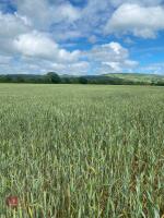 16.46 ACRES OF WINTER WHEAT STANDING STRAW - 2