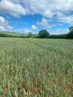 16.46 ACRES OF WINTER WHEAT STANDING STRAW - 3