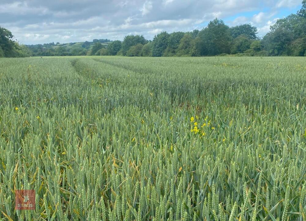 5.04 ACRES OF WINTER WHEAT STANDING STRAW