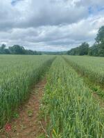 5.04 ACRES OF WINTER WHEAT STANDING STRAW - 2