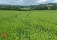 4.32 ACRES OF SPRING BARLEY STANDING STRAW