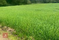 6.70 ACRES OF SPRING BARLEY STANDING STRAW
