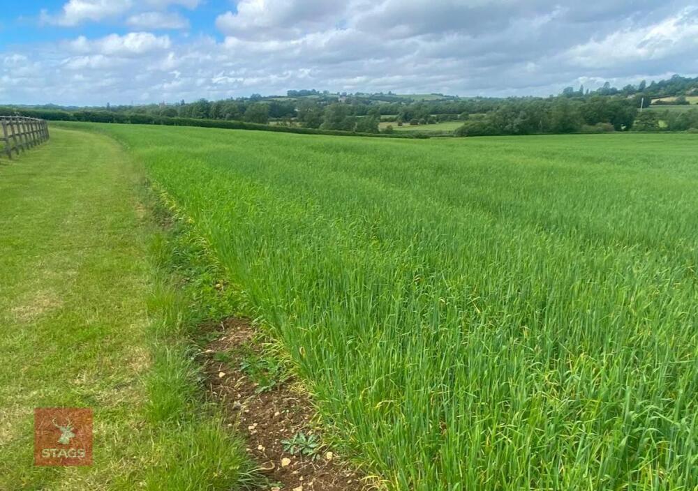 11.69 ACRES OF SPRING BARLEY STANDING STRAW