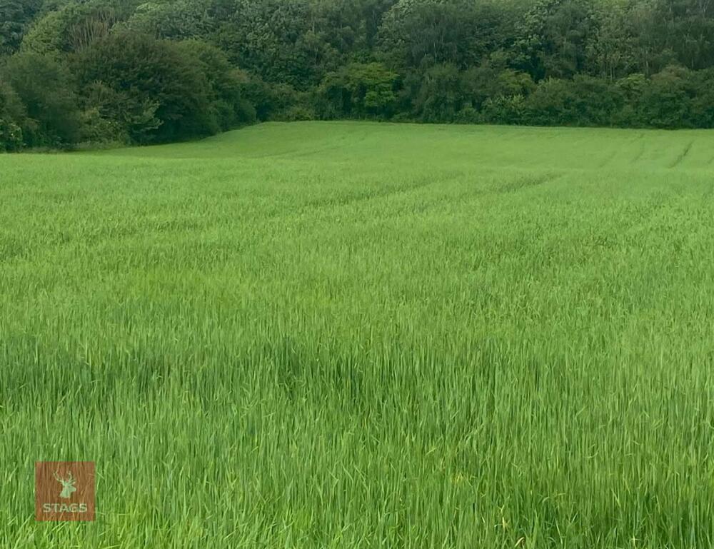 3.29 ACRES OF SPRING BARLEY STANDING STRAW