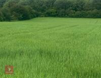 3.29 ACRES OF SPRING BARLEY STANDING STRAW