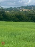 3.29 ACRES OF SPRING BARLEY STANDING STRAW - 2