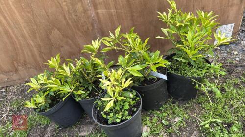 5 JAPONICA