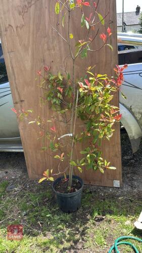 6' PHOTINIA LASSIOGYNA