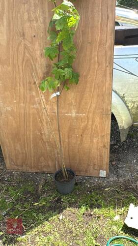 6' ACER HELDREICHII