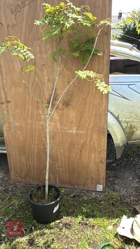 5' ROWAN TREE