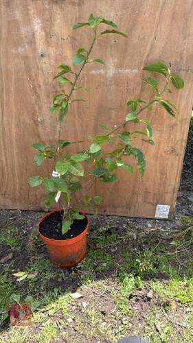 2.5' MAGNOLIA CAMPBELLII