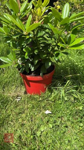 1.5' RHODODENDRON VIOLET