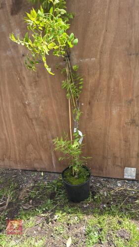 3.5' DECAISNEA FARGESII SHRUB