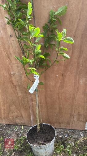 3.5' MAGNOLIA KOBUS