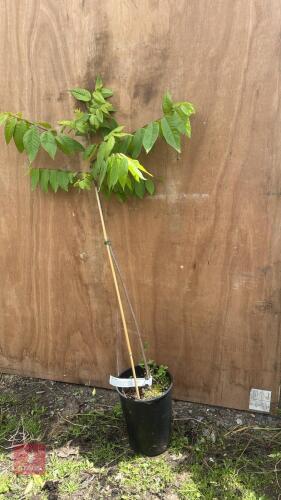 3' JUGLANS NIGRA - BLACK WALNUT TREE