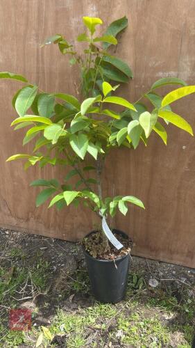 2' JUGLANS NIGRA - COMMON WALNUT TREE