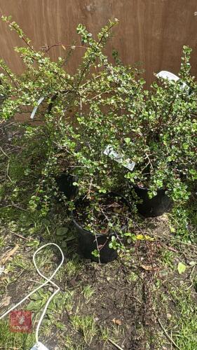 3 COTONEASTER GANGHOBAENSIS